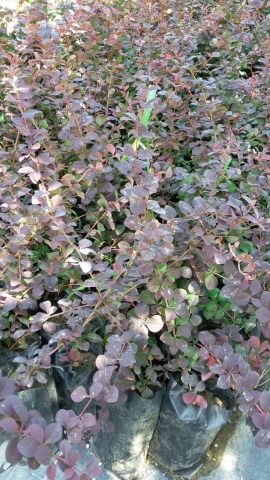 Berberis